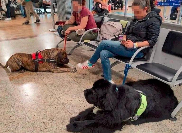 Algunos de los caninos que viajaron en el vuelo de Avianca. Foto: Twitter. 