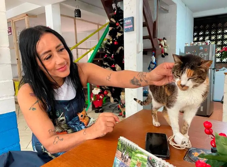 La Ley 1801 de 2016 exige que los gatos permanezcan bajo control cuando estén en zonas comunes de conjuntos residenciales. FOTO: JAIDER ESCOBAR