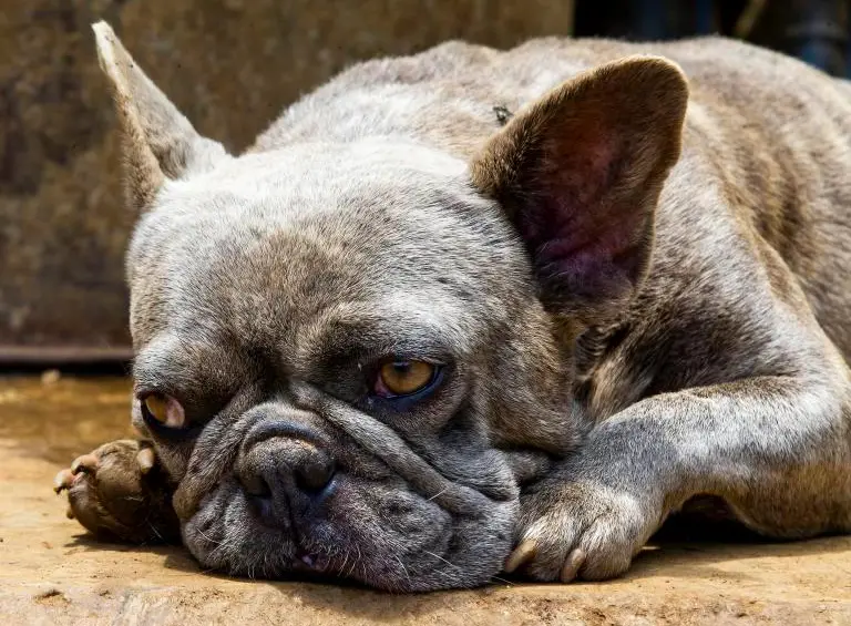 ¡Los perros pueden avergonzarse! Así lo manifiestan