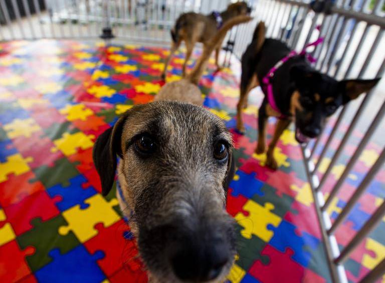Colombia incorporará la protección animal a la política nacional de educación. Foto: Julio César Herrera Echeverri.