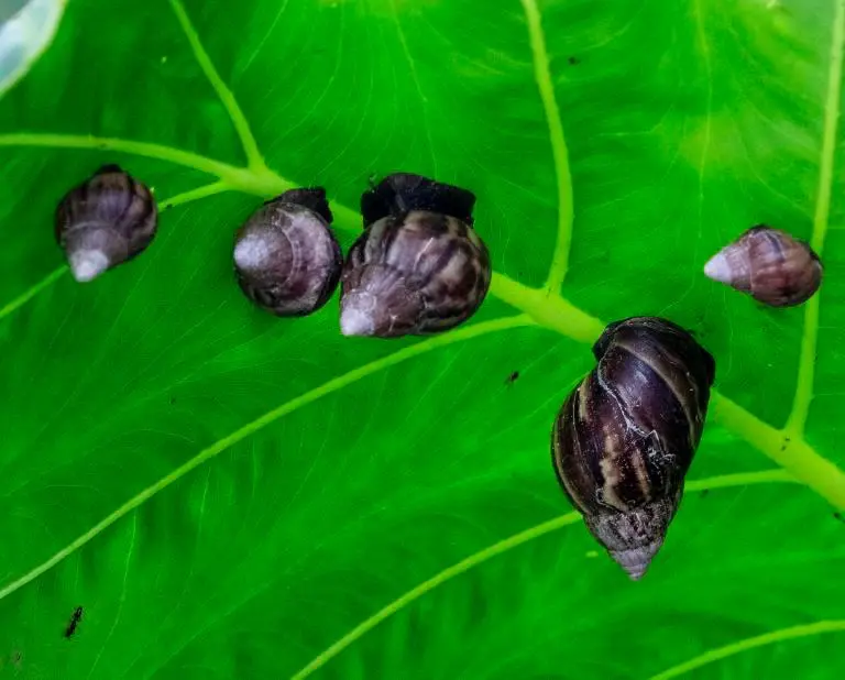 El caracol africano se reproduce con facilidad, lo cual implica una capacidad amplia para copar áreas grandes con rapidez. FOTO: JULIO CÉSAR HERRERA