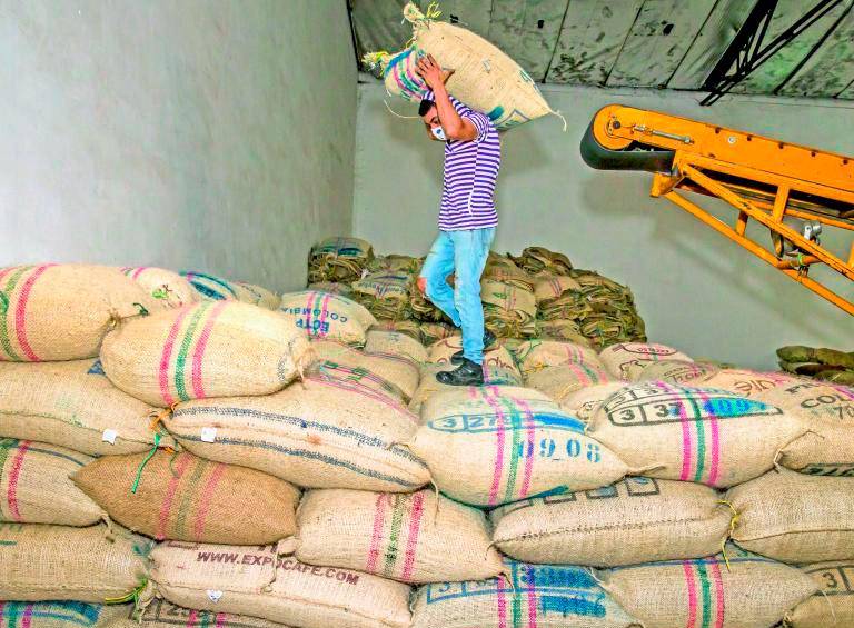 Los menores precios internacionales y la caída del dólar presionan los ingresos en pesos de los exportadores de café colombiano. FOTO JUAN ANTONIO SÁNCHEZ