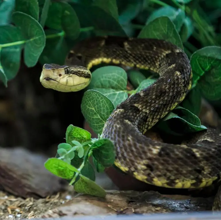 La serpiente que mordió al niño de 10 años en Mutatá habría sido una mapaná. Imagen de referencia. FOTO: Camilo Suárez