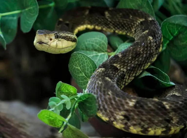 La serpiente que mordió al niño de 10 años en Mutatá habría sido una mapaná. Imagen de referencia. FOTO: Camilo Suárez