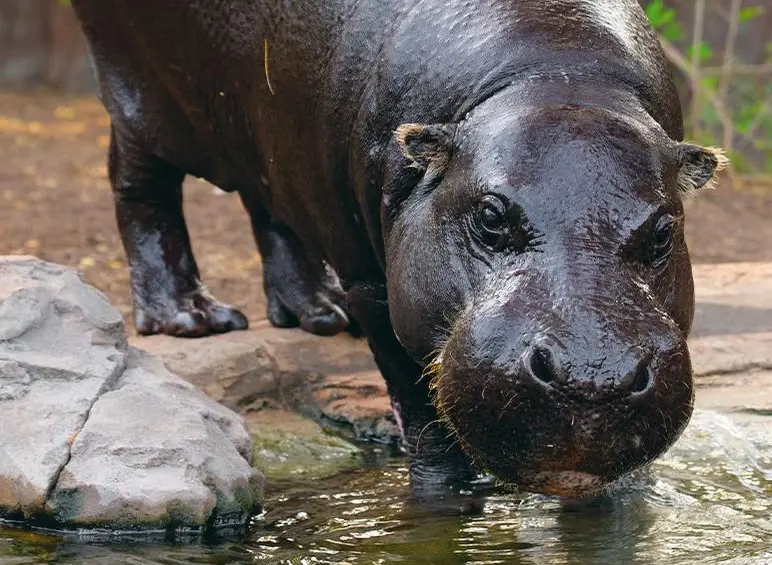 Desde que Pablo Escobar trajo los primeros hipopótamos desde Estados Unidos hace 40 años, ningún gobierno ha sido capaz de volver a montar a otro de estos individuos en un avión. 