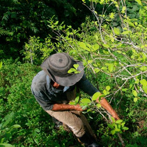 Los cultivos de coca se siguen concentrando en 185 de los 1.122 municipios del país. FOTO: Archivo EL COLOMBIANO