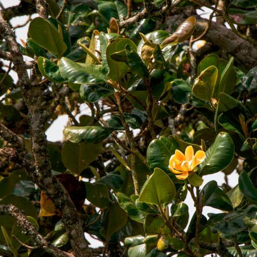 Árbol de<i> Magnolia yarumalensis</i>, una especie que se encuentra en peligro de extinción. Fotos: Cortesía Corporación SalvaMontes Colombia.