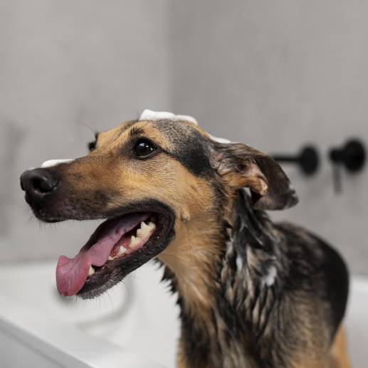 <b>El baño excesivo en perros puede llevar a problemas en su piel.</b> Foto: Freepik