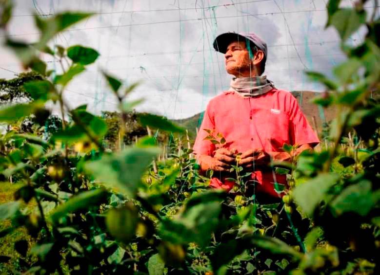 Los productos agro están entre los que sacan la cara por las exportaciones este año. FOTO: ARCHIVO