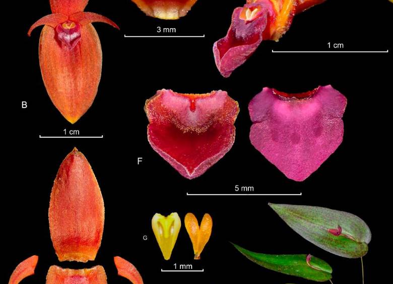 Los especímenes fueron fotografiados en detalle para establecer cada una de sus características morfológicas. FOTO: CORTESÍA JARDÍN BOTÁNICO DE BOGOTÁ