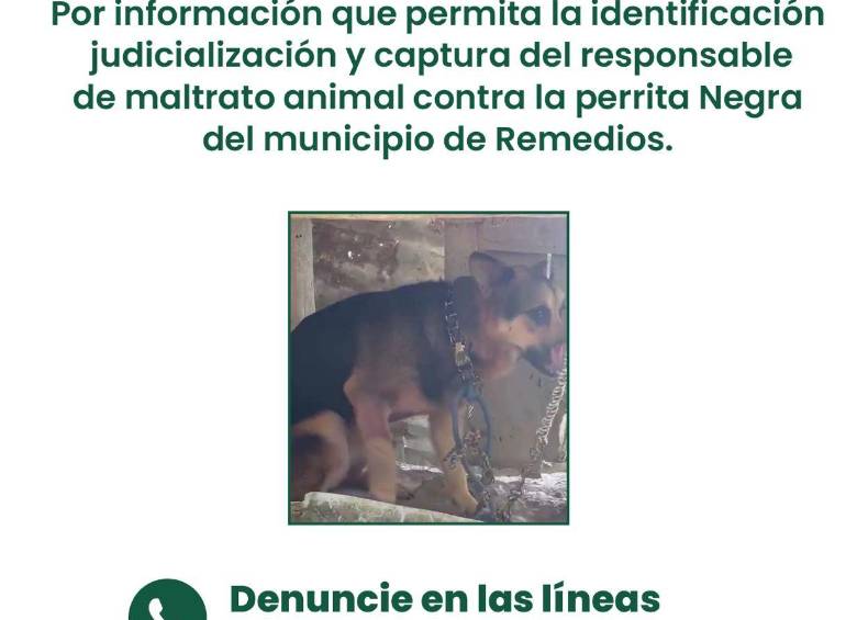 Ofrecen $50 millones de recompensa para capturar al responsable de atacar a machete a una perra en Remedios, Antioquia