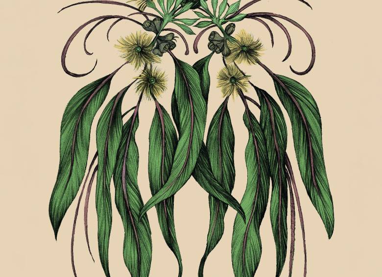 Ilustración de Ricardo Macía para <i>Liturgia del bosque.</i>