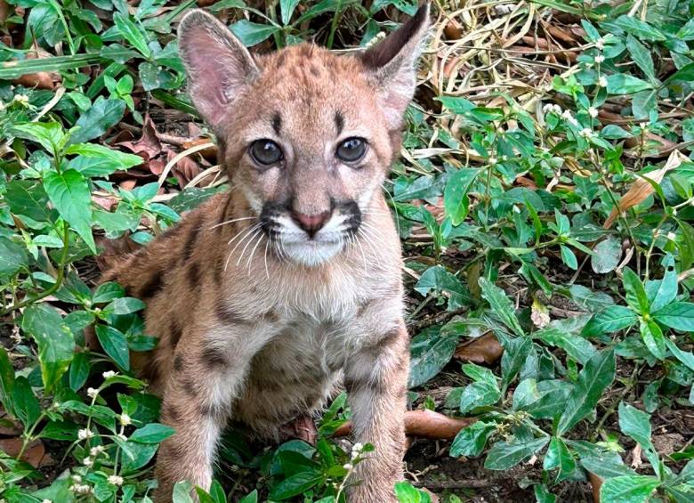 Este es el puma rescatado. FOTO: Cortesía.