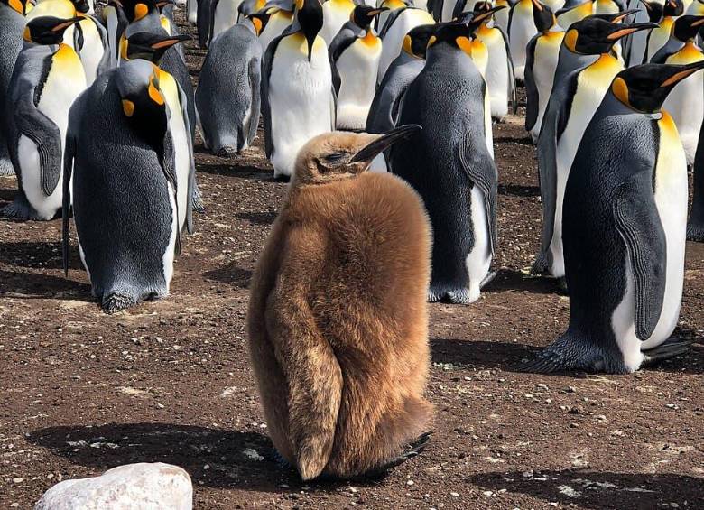 Pingüinos en las Islas Malvinas. FOTO: Wikimedia Commons