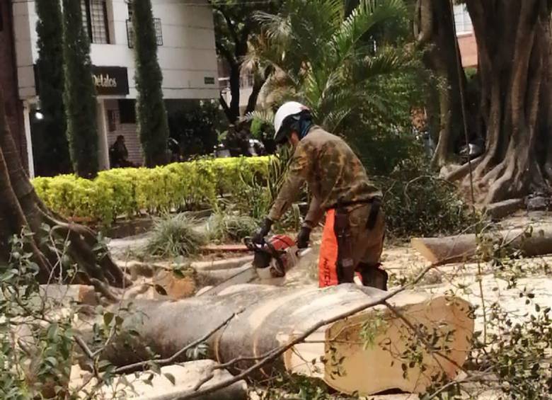 Operario cortando los troncos de madera del falso laurel talado. FOTO: Cortesía