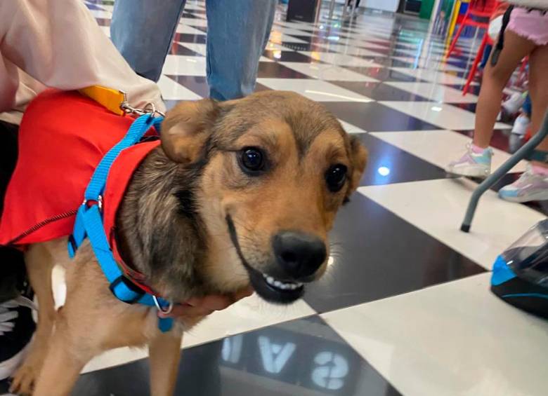 Superman ayuda a los superhéroes de cuatro patas que buscan un hogar definitivo en Medellín 