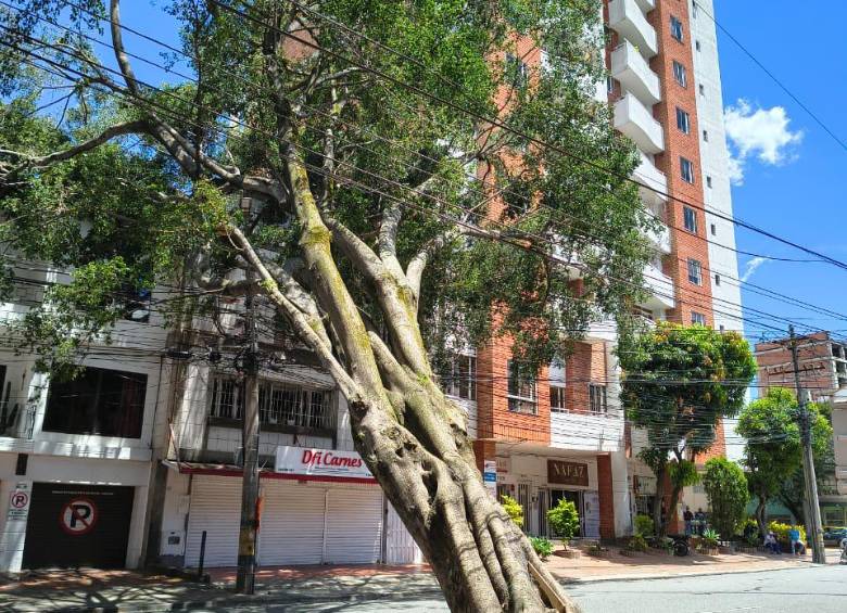 El árbol cayó después de desprenderse de sus raíces y afectó las redes eléctricas. Foto: EL COLOMBIANO