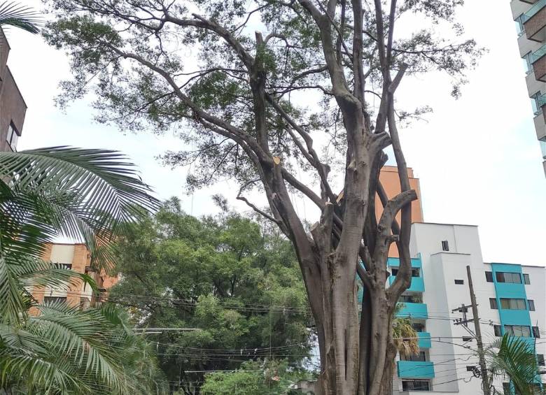 Así quedó por ahora el falso laurel después de las labores de tala. FOTO: Cortesía