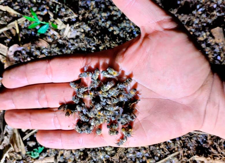 Las abejas hacían parte de un apiario que ha estado en pie desde hace seis décadas. FOTO: CORTESÍA