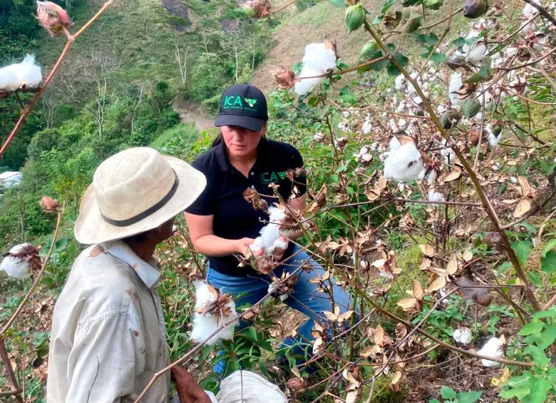 Campesinos de Uramita reactivan el cultivo de algodón en Antioquia, logrando una cosecha histórica de 20 toneladas tras décadas de abandono. FOTO cortesía ICA