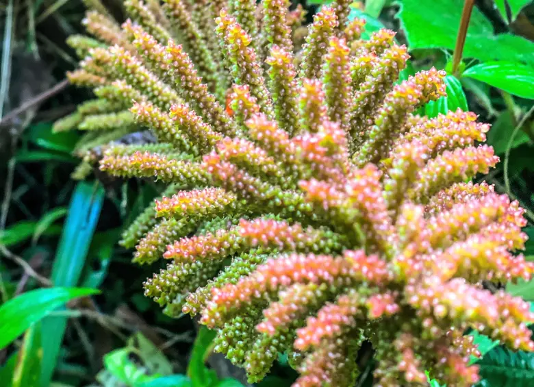 Gunneras —las llamadas sombrillas de pobre—. Foto: Cristina Rodríguez. 