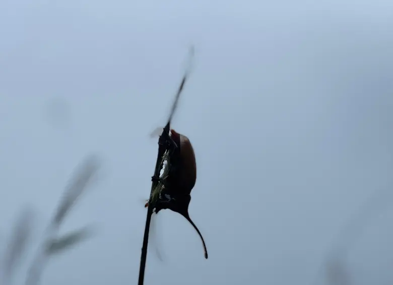 Escarabajo rinoceronte. Foto: Cristina Rodríguez. 