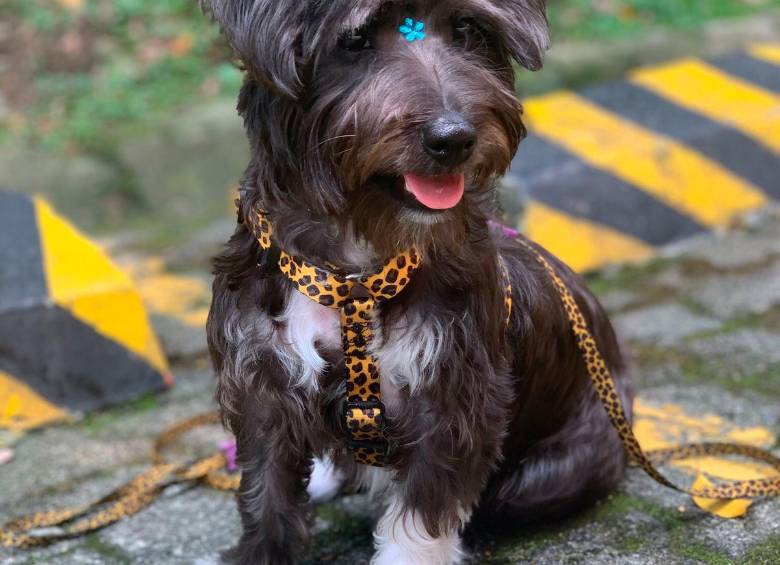 Esta es Azul, una perrita criolla de un año y medio. Su rasgo distintivo es que tiene el pecho y las patitas blancas. Foto: Cortesía. 