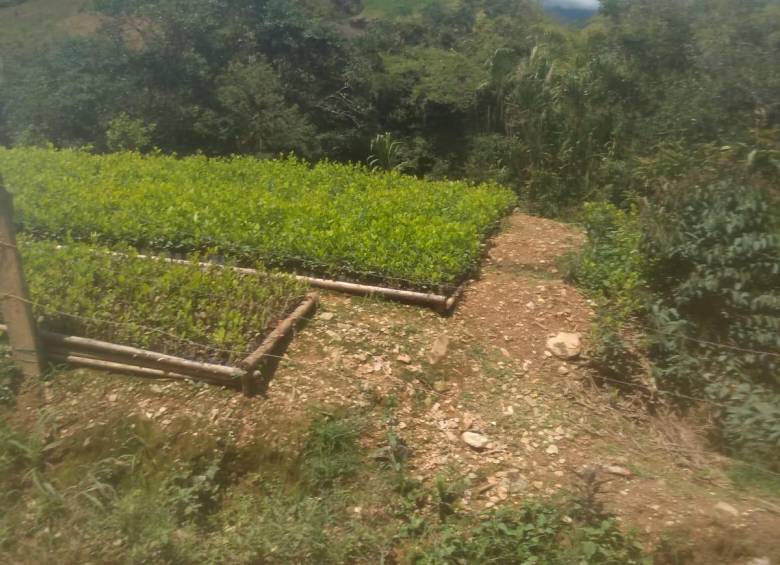 Semillero de mata de coca variante Guayaba en el Cauca. Esta variante no está rastreada en el informe de Antinarcóticos. Foto: Cortesía.