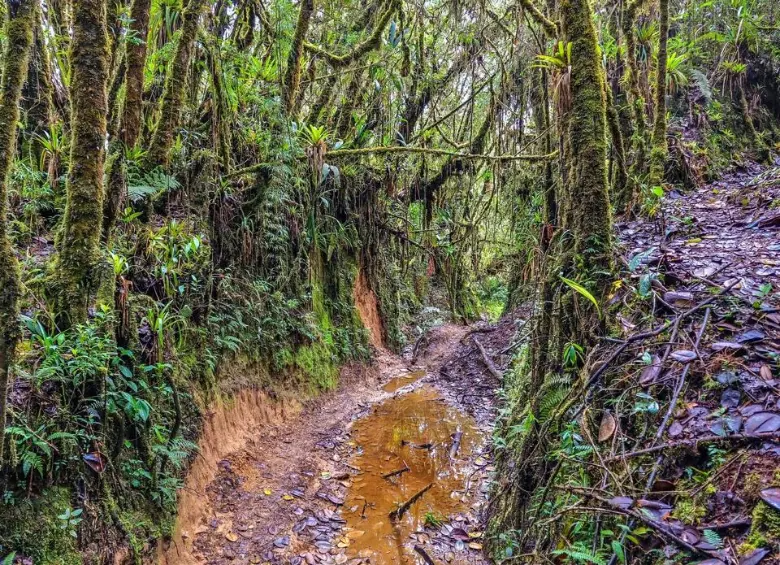 Canalón por toda la cuchilla de San Antonio. Foto: Cristina Rodríguez. 