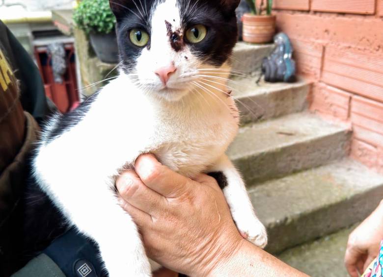 El gato quedó con las heridas que le propinó el hombre. FOTO: Cortesía. 