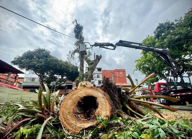 EL rumor era cierto, el árbol estaba coco. FOTO: CORTESÍA