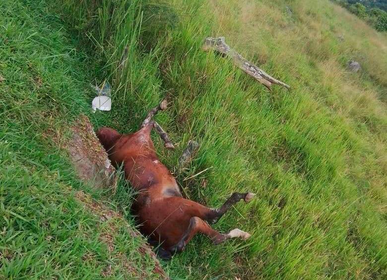 Según el relato ciudadano en redes sociales, el animal ya estaba muerto cuando fue arrojado en el predio. FOTO: CORTESÍA
