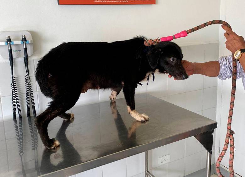 La perrita sufrió graves lesiones que están tratando en este momento. Por ejemplo, le deben reconstruir la vulva y le descubrieron un cáncer. FOTO Cortesía