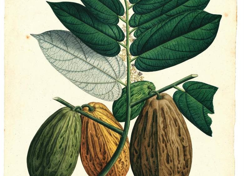 Theobroma bicolor Bonpl: galería de los dibujos de la Expedición