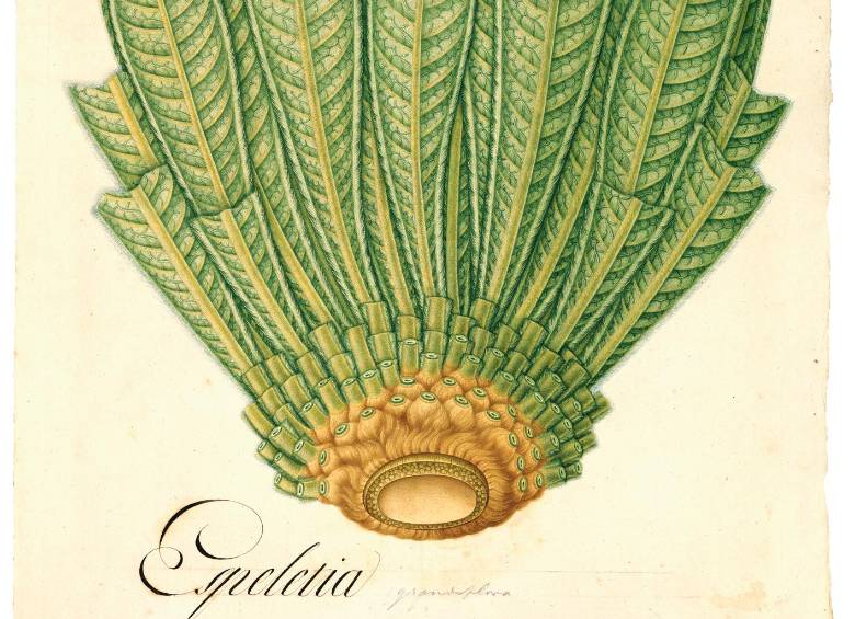 Espeletia grandiflora. Este es uno de los 23 dibujos de la Expedición de Mutis que puede ver en la exposición Mutis, la Expedición continúa. Foto: Real Jardín Botánico de Madrid.