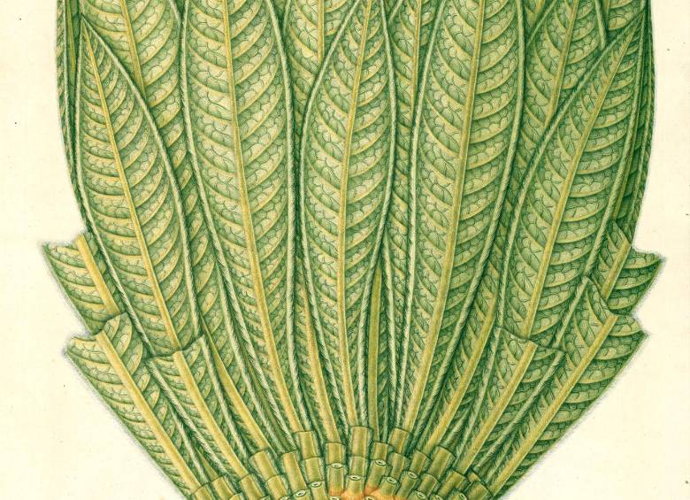 Después de 207 años, dibujos de la Expedición Botánica de Mutis visitan Medellín