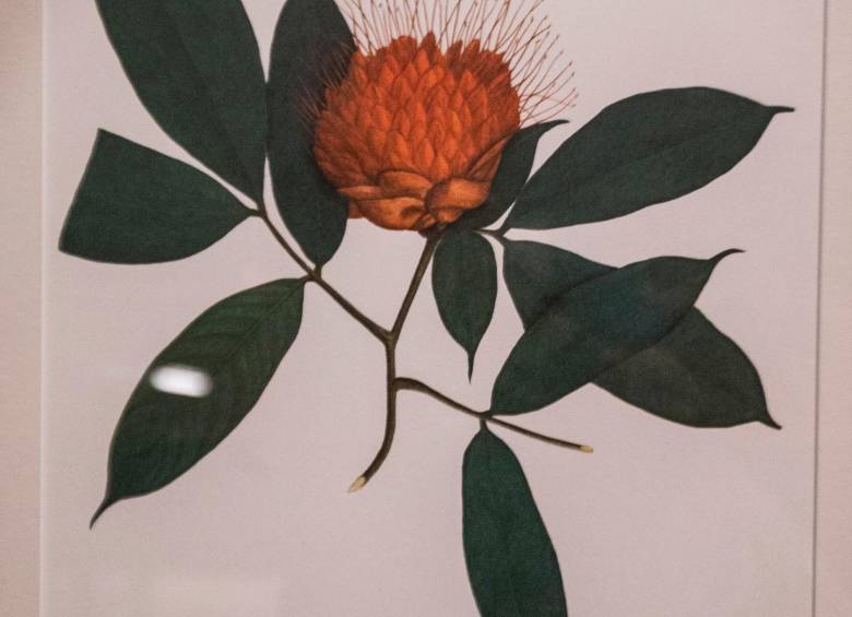 Después de 207 años, dibujos de la Expedición Botánica de Mutis visitan Medellín