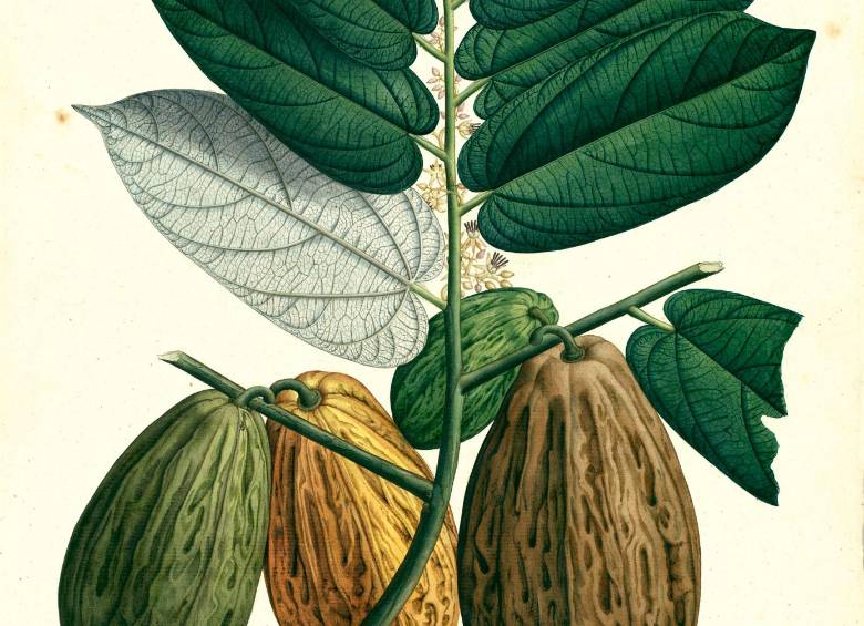 Después de 207 años, dibujos de la Expedición Botánica de Mutis visitan Medellín