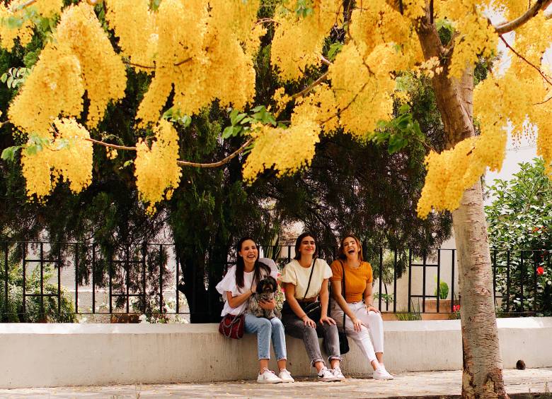 En Guadalajara, la llegada de la primavera pinta de amarillo las calles gracias a las flores del árbol de guayacán, un espectáculo natural que se puede disfrutar en todos los rincones de la ciudad. Foto: Oficina de Visitantes y Convenciones de Guadalajara