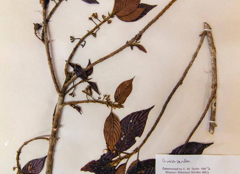 Cosecha de nuevas especies animales y vegetales en la UdeA, ¿por qué?