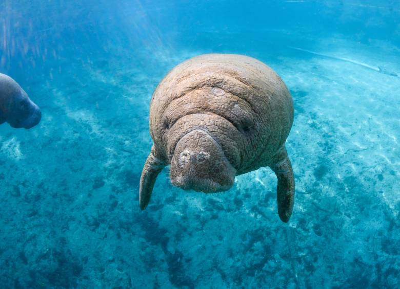 Florida, un destino para disfrutar de fútbol, cultura y naturaleza