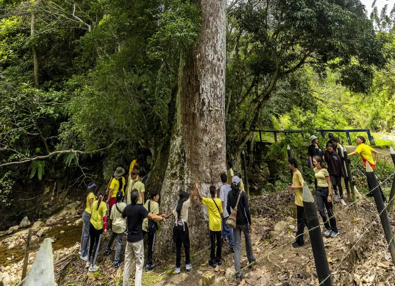 Estudiantes de un colegio de Medellín intentan rodear el frondoso árbol. En la imagen todavía “queda faltando” para capturar completamente todas sus ramas. Foto: Andrés Camilo Suárez Echeverry