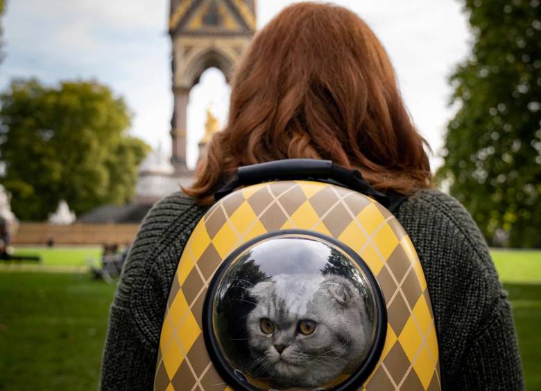 El gato es uno de los protagonistas de esta trama. FOTO Cortesía