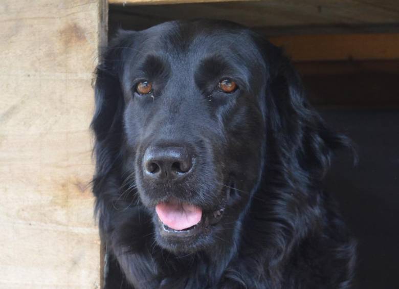 Luna era una perra flat-coated retriever de 10 años que vivía en Rionegro con su familia. FOTO: Cortesía