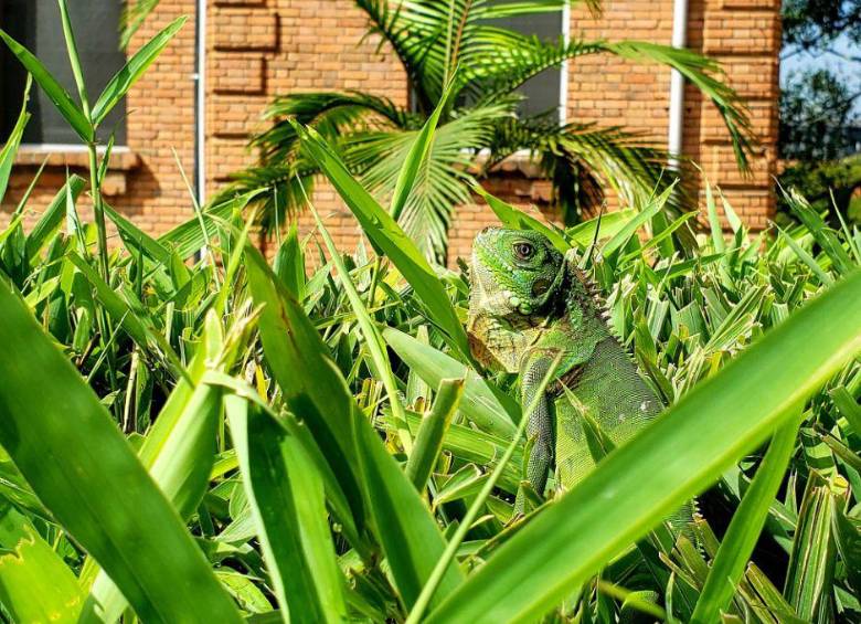 Guacamayas, colibríes, iguanas y otras especies encuentran refugio entre los jardines y zonas verdes del Hospital San Vicente Fundación, uno de los pulmones ambientales del centro de Medellín. FOTO: Hospital San Vicente Fundación. 