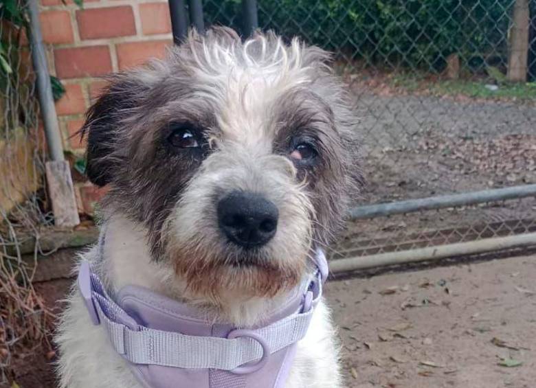 Perrita que salía de quimioterapia fue robada en el centro de Medellín