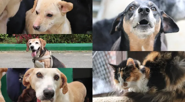 Estos son algunas de las mascotas que están buscando un hogar. FOTO: Cortesía Alcaldía de Medellín