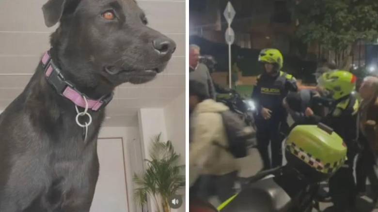 La perrita ‘Negrita’ fue una víctima de un intento de hurto en el barrio Bella Suiza, localidad Usaquén, en Bogotá. FOTO: redes sociales