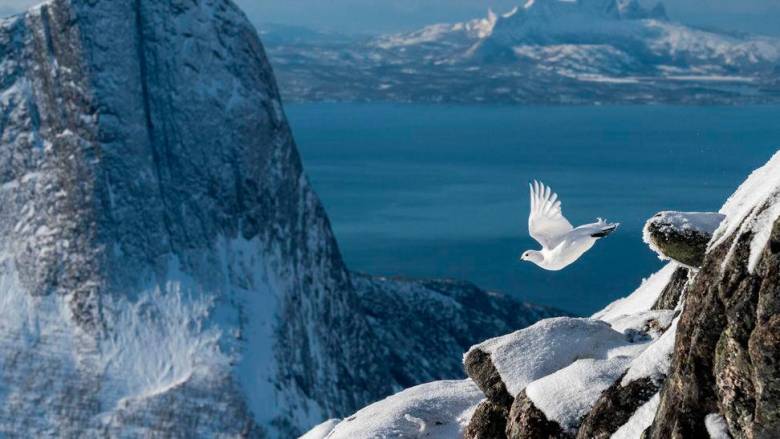 El ave perdiz nival está amenazada de extinción y es uno de los tesoros naturales más bellos del mundo. FOTO: Cortesía Condé Nast Traveler