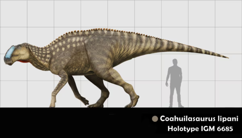 Una recreación del “Coahuilasaurus lipani”, la especie descubierta al norte de México. FOTO: cortesía César Díaz Frías